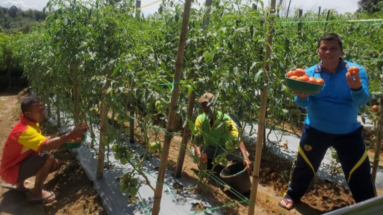 Panen Perdana Tanaman Tomat Warga Binaan Lapas Narkotika Kelas II A Pematangsiantar