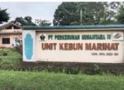 Lonjakan Serangan Ulat Kantung Mengancam TBM-3 Kebun Marihat, PTPN IV Hadapi Risiko Kerugian