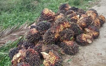 Dugaan Pencurian TBS di Afdeling 4 Kebun Marihat Disorot, Manajemen Diminta Transparan